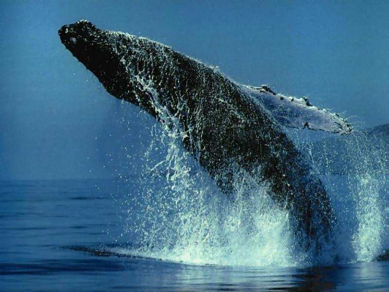 animals10.jpg