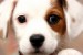 buddy_the_dog_by_scoot75.jpg